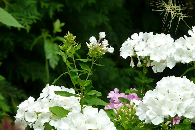 Freude am Garten